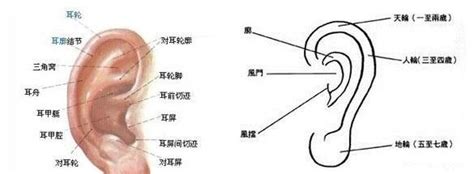 右耳廓有痣女|探索女人耳朵上痣的神秘秘密与命运之谜